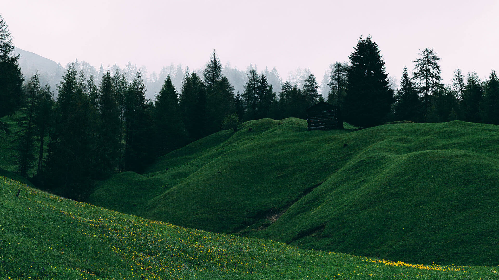 Forest background
